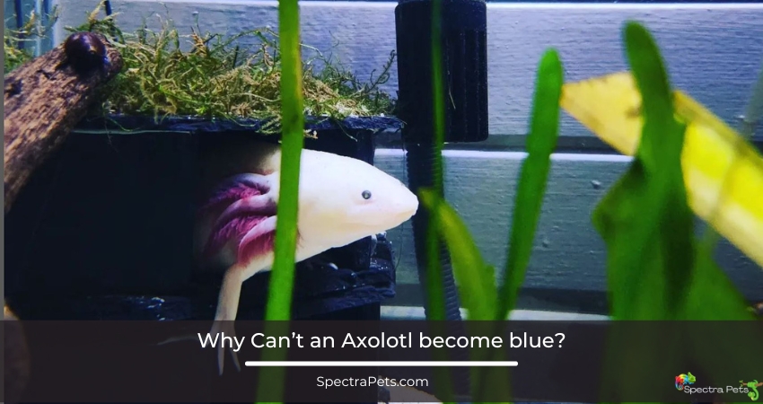 Why Cant an Axolotl become blue