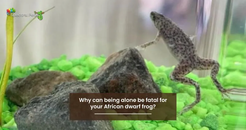 Why can being alone be fatal for your African dwarf frog