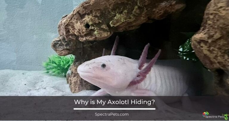 Why is My Axolotl Hiding?