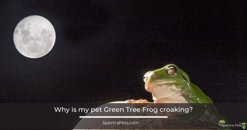 Why is my pet Green Tree Frog croaking?