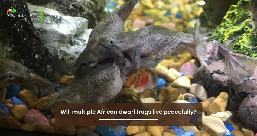 Will multiple African dwarf frogs live peacefully