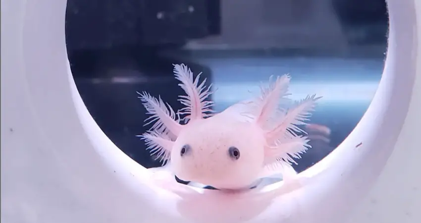 leucistic axolotl