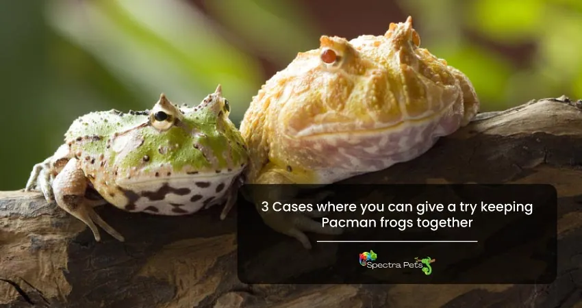 3 cases where you can give a try keeping Pacman frogs together