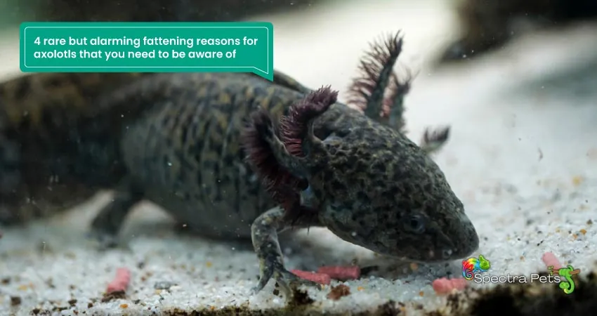 4 rare but alarming fattening reasons for axolotls that you need to be aware of
