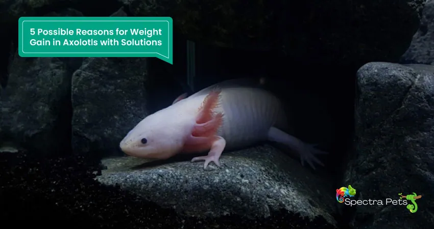 5 Possible Reasons for Weight Gain in Axolotls with Solutions
