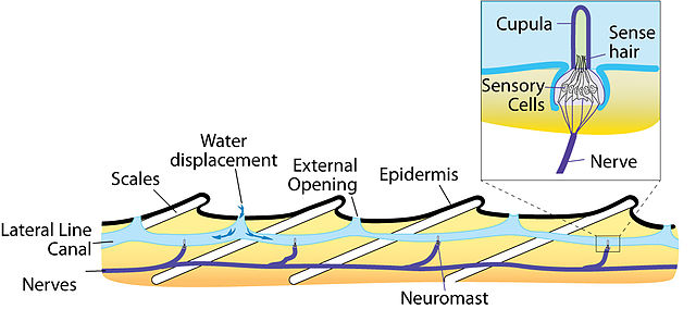 Schematic of Lateral Line System