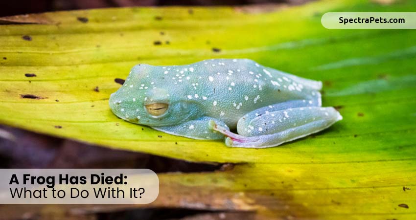 A Frog Has Died: What to Do With It?