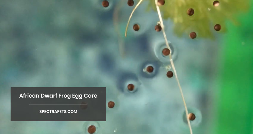 How To Take Care Of African Dwarf Frog Eggs And Tadpoles