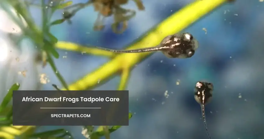 African Dwarf Frogs Tadpole Care