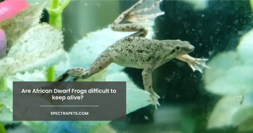 Are African Dwarf Frogs difficult to keep alive