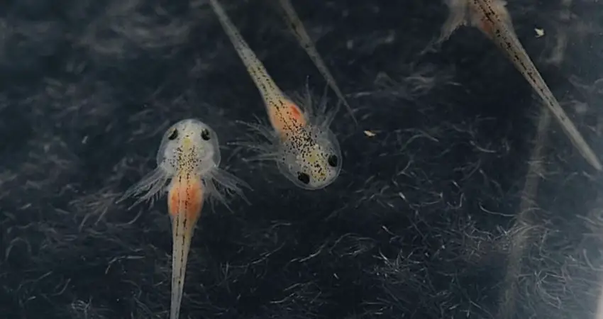 Axolotl Babies
