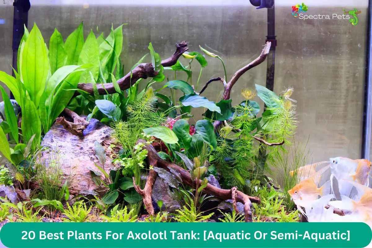 Plants for axolotl tank