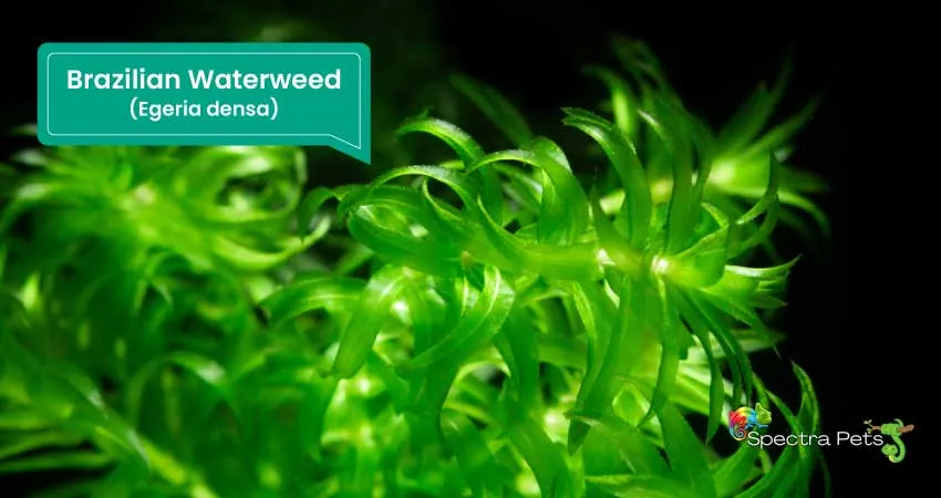 Brazilian Waterweed