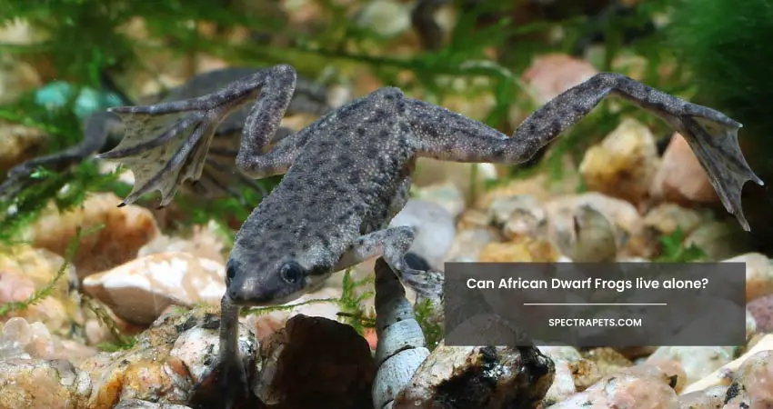 Can African Dwarf Frogs live alone