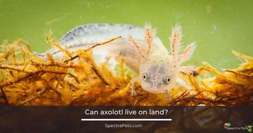 Can axolotl live on land?