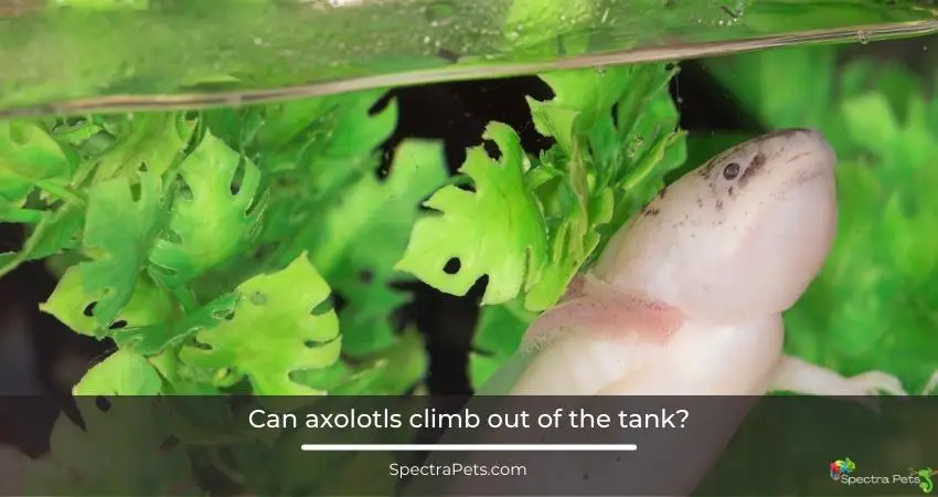 Can axolotls climb out of the tank?