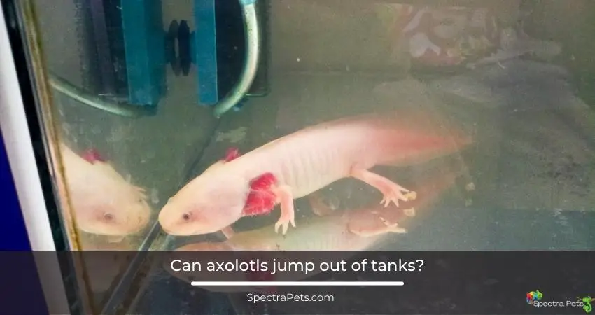 Can axolotls jump out of tanks