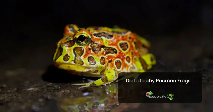 Diet of baby Pacman Frogs 1