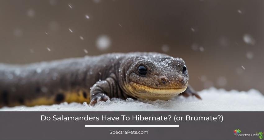 Do Salamanders Have To Hibernate (or Brumate)