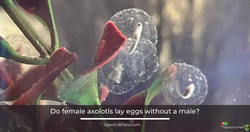 Do female axolotls lay eggs without a male