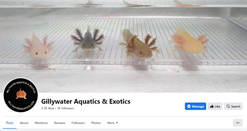 Gilly water aquatics