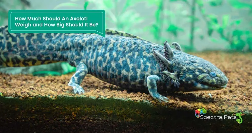How Much Should An Axolotl Weigh and How Big Should It Be