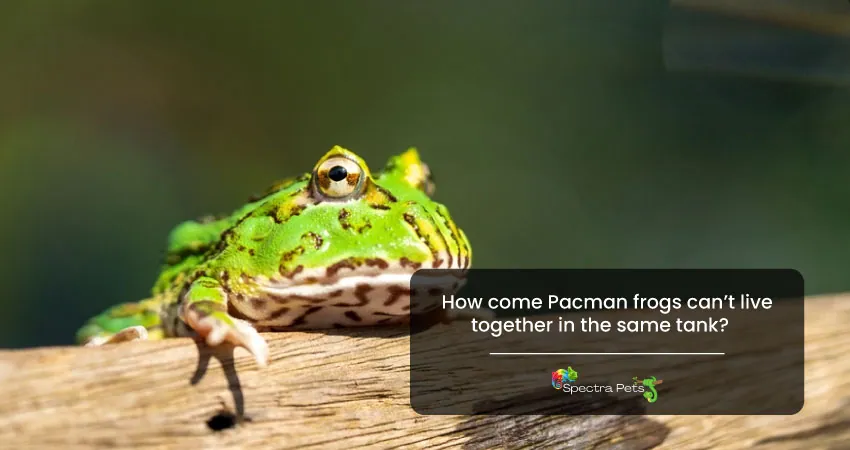 How come Pacman frogs cant live together in the same tank