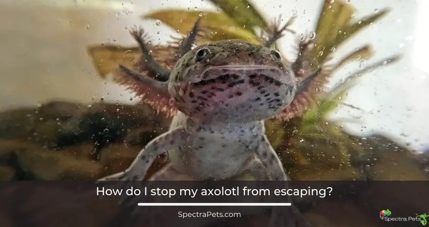 How do I stop my axolotl from escaping