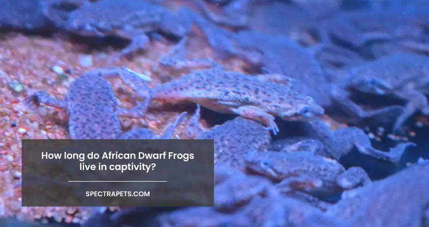 How Long Do African Dwarf Frogs Live?