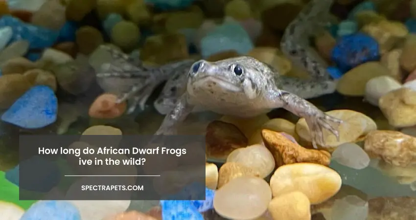 How long do African Dwarf Frogs live in the wild