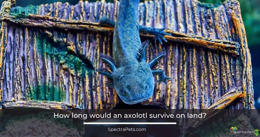 How long would an axolotl survive on land?