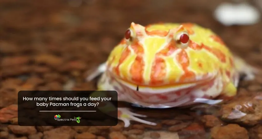 How many times should you feed your baby Pacman frogs a day