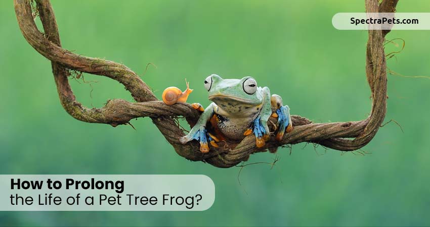 How to Prolong the Life of a Pet Tree Frog?