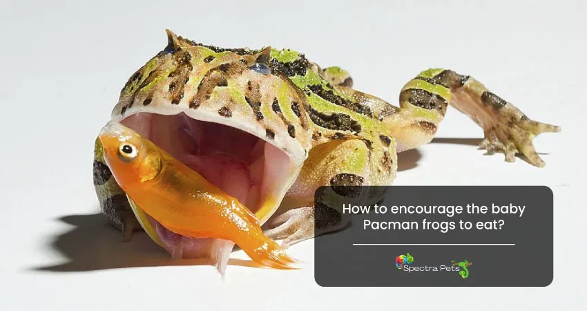 How to encourage the baby Pacman frogs to eat
