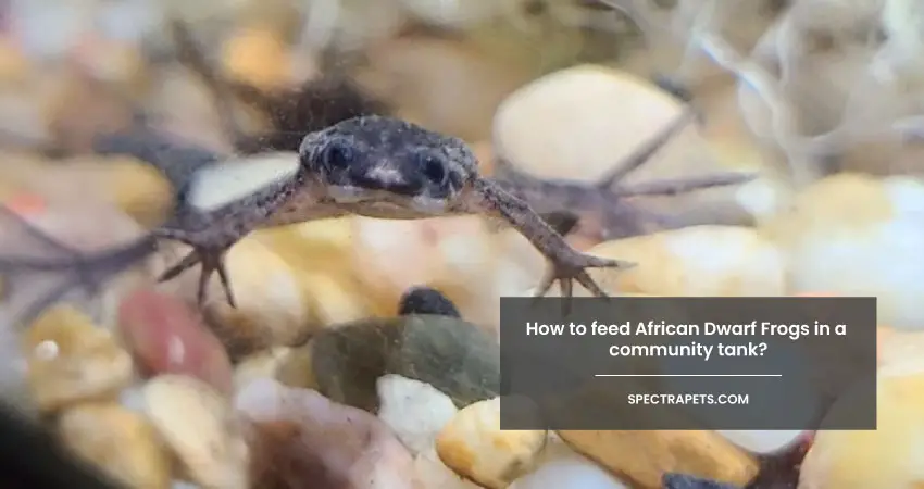 How to feed African Dwarf Frogs in a community tank 1