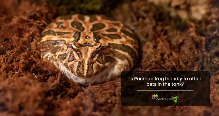 Is Pacman frog friendly to other pets in the tank