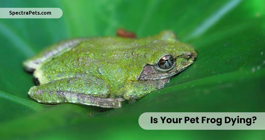 Is Your Pet Frog Dying? What to Do?