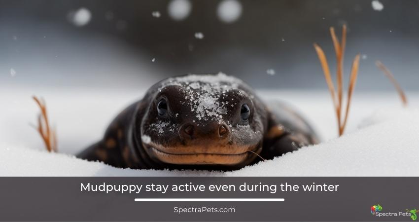 Mudpuppy stay active even during the winter