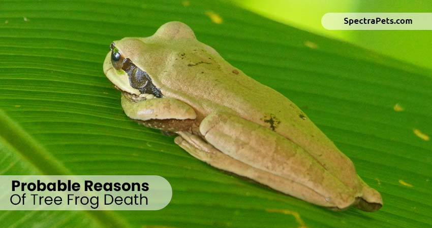 Probable Reasons Of Tree Frog Death