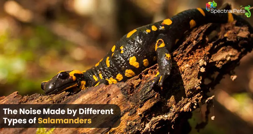 The Noise Made by Different types of salamanders