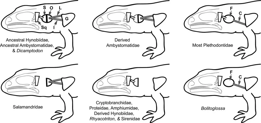 Variation in salamander ear structures within and between families after Masons