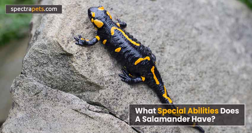 What Special Abilities Does a Salamander have