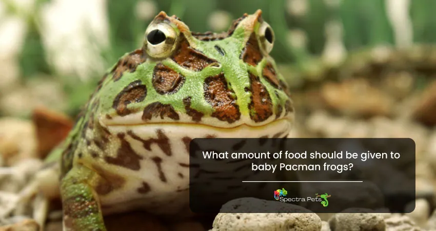 What amount of food should be given to baby Pacman frogs