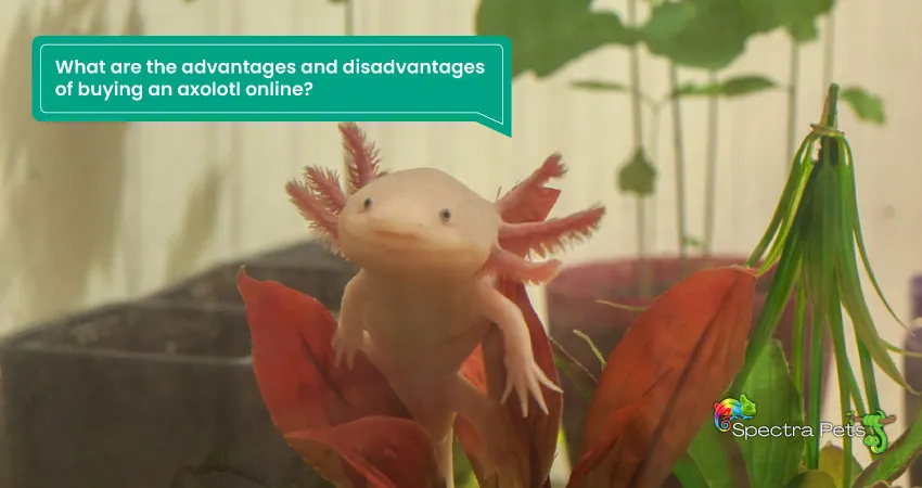 What are the advantages and disadvantages of buying an axolotl online