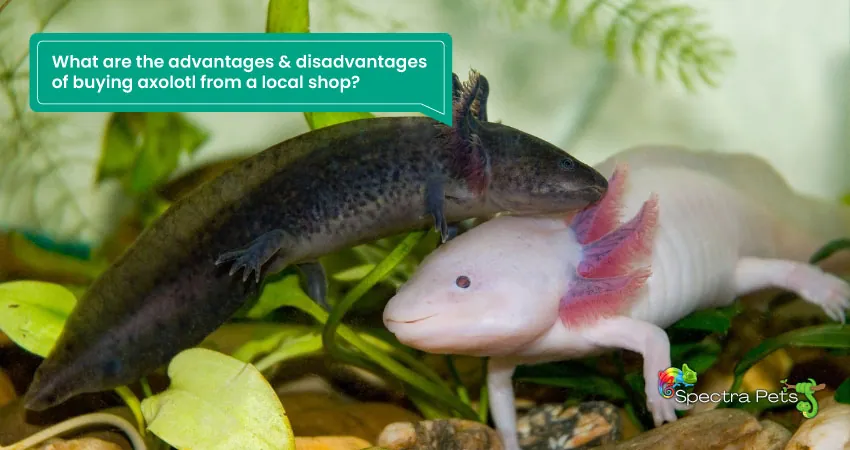 What are the advantages & disadvantages of buying axolotl from a local shop