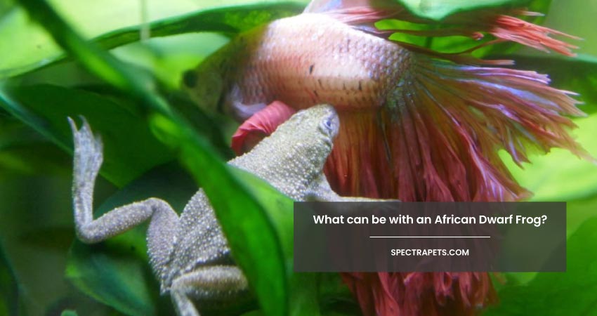 What can be with an African Dwarf Frog 1