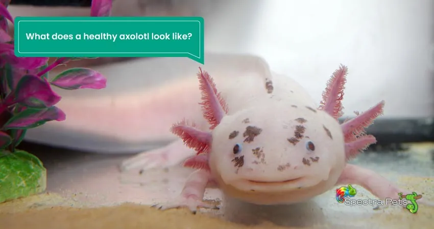 What does a healthy axolotl look like