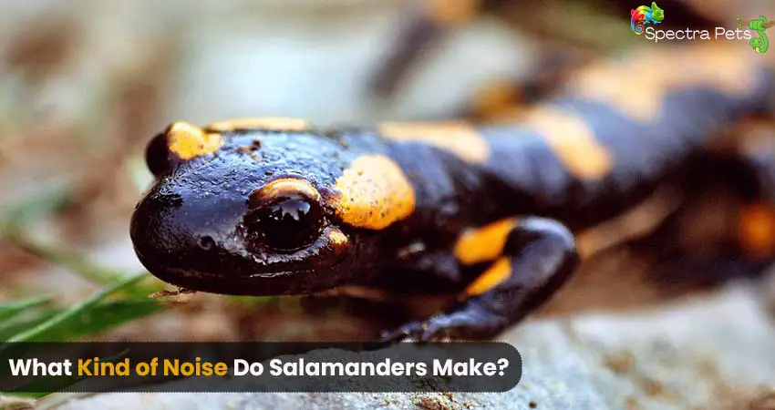 What kind of noise do salamanders make