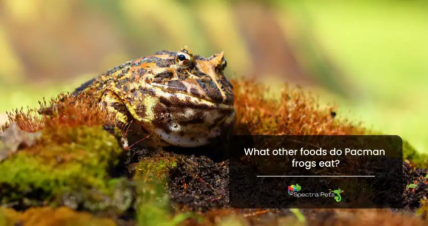 What other foods do Pacman frogs eat