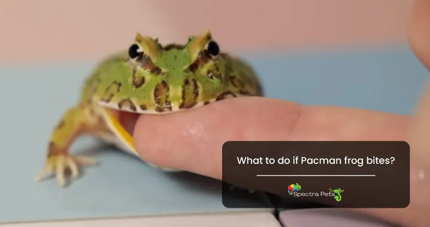 What to do if Pacman frog bites